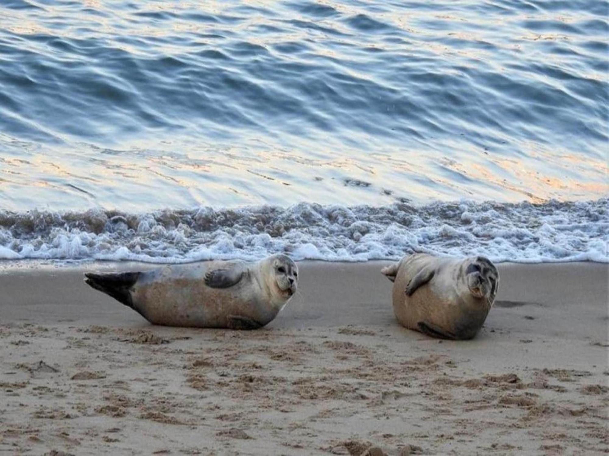 Comfortable In With Sea Views Ostend